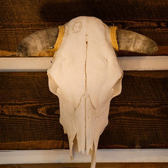 White animal skull with horns